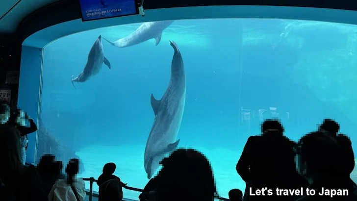イルカのプール：名古屋港水族館北館の見どころ(16)
