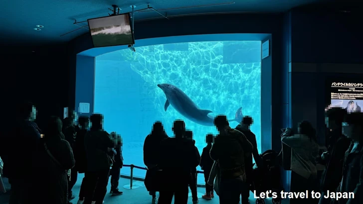 イルカのプール：名古屋港水族館北館の見どころ(17)