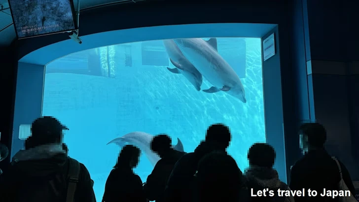 イルカのプール：名古屋港水族館北館の見どころ(18)