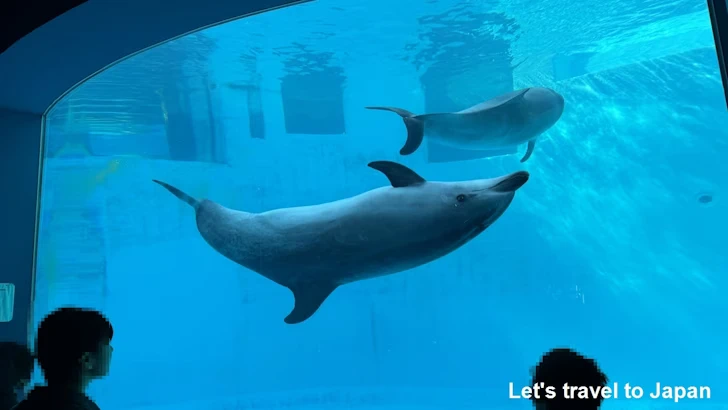 イルカのプール：名古屋港水族館北館の見どころ(19)