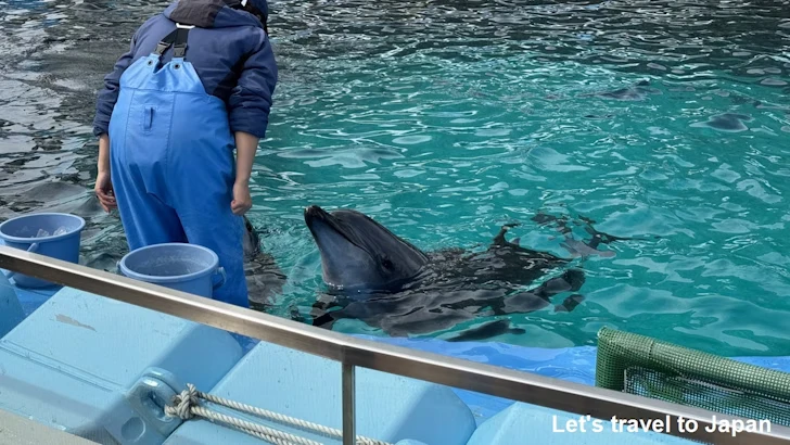 イルカのプール：名古屋港水族館北館の見どころ(24)