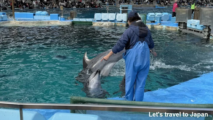 イルカのプール：名古屋港水族館北館の見どころ(25)