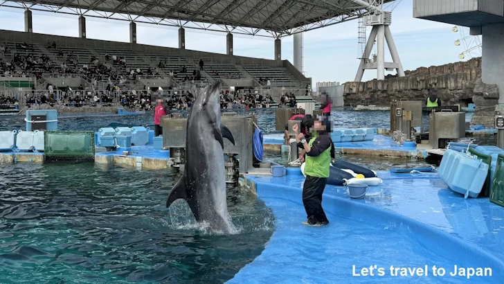イルカのプール：名古屋港水族館北館の見どころ(26)