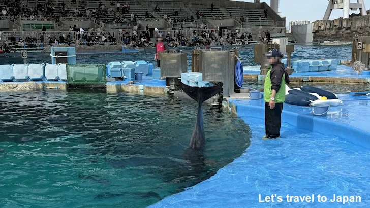 イルカのプール：名古屋港水族館北館の見どころ(28)