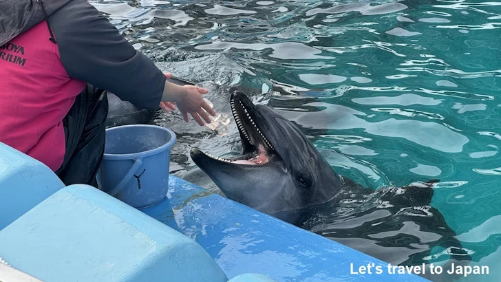 イルカのプール：名古屋港水族館北館の見どころ(30)