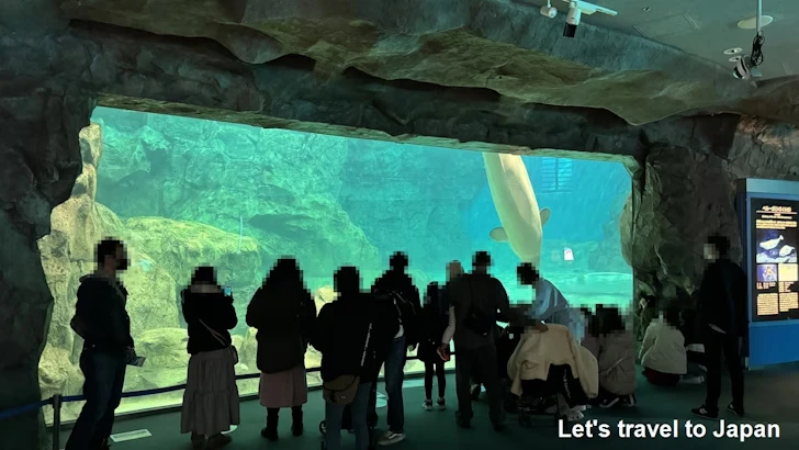 ベルーガのプール：名古屋港水族館北館の見どころ(32)