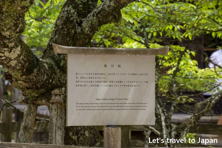 西行桜：高野山 壇上伽藍の見どころ(60)