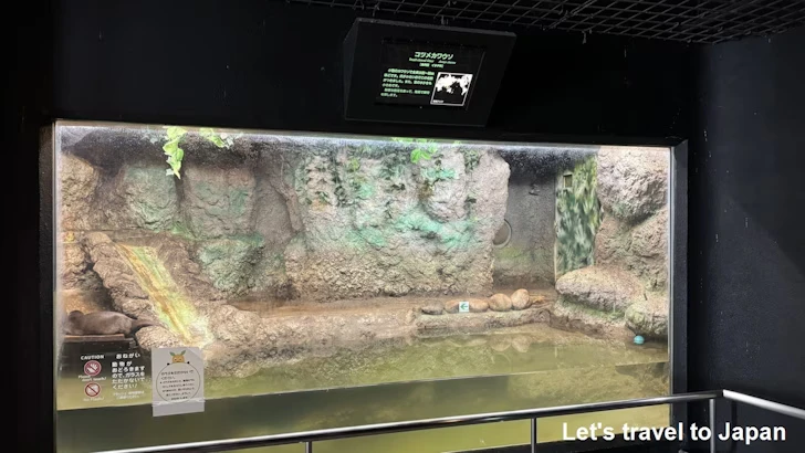 コツメカワウソ：自然動物館スターライトハウス(1)