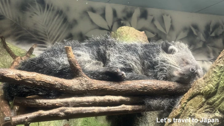 ビントロング：自然動物館スターライトハウス(3)