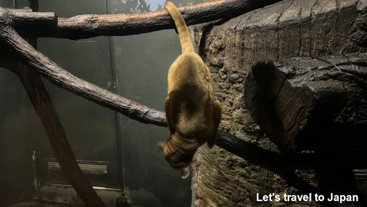 キンカジュー：自然動物館スターライトハウス(1)