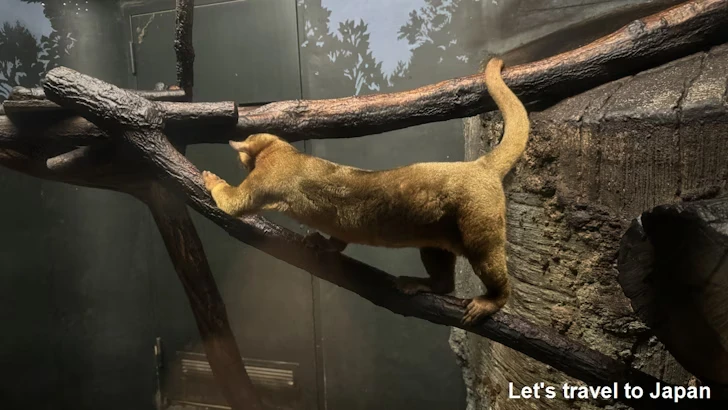 キンカジュー：自然動物館スターライトハウス(2)