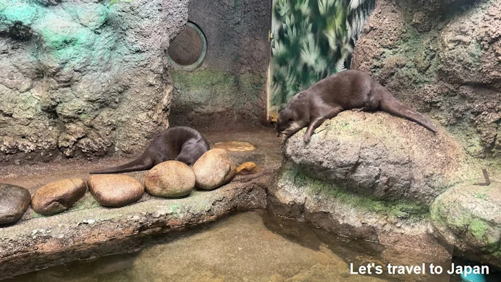 コツメカワウソミ：自然動物館スターライトハウス(2)