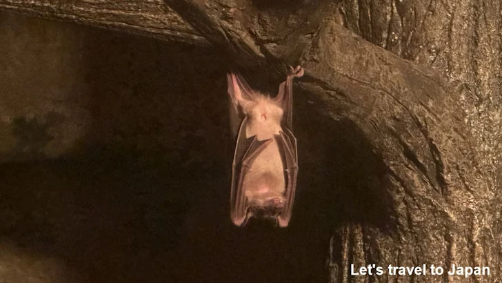 ルーセットオオコウモリ：自然動物館スターライトハウス(5)