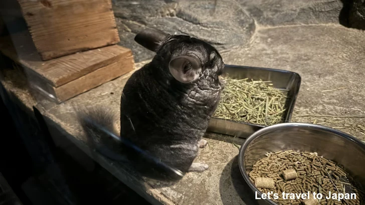 チンチラ：自然動物館スターライトハウス(1)