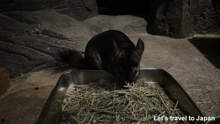 チンチラ：自然動物館スターライトハウス(2)