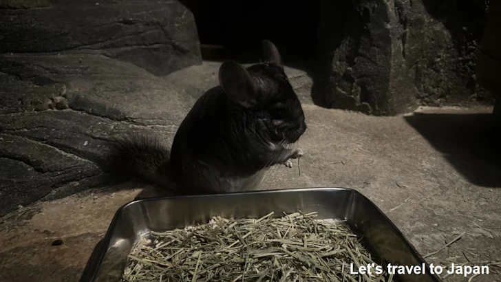 チンチラ：自然動物館スターライトハウス(3)