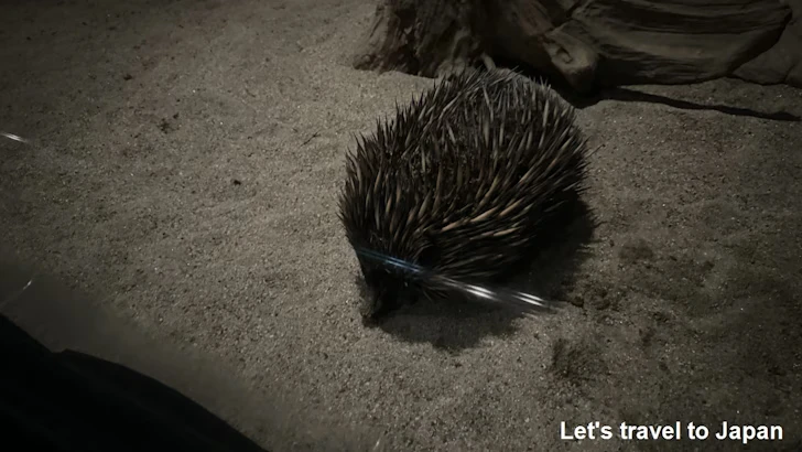 ハリモグラ：自然動物館スターライトハウス(1)