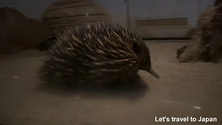 ハリモグラ：自然動物館スターライトハウス(2)