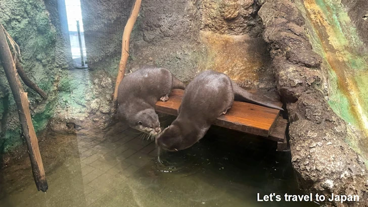 コツメカワウソ：自然動物館スターライトハウス(3)