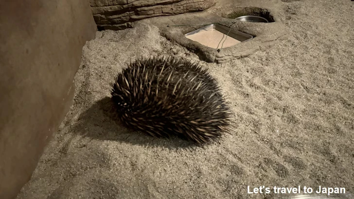 ハリモグラ：自然動物館スターライトハウス(3)