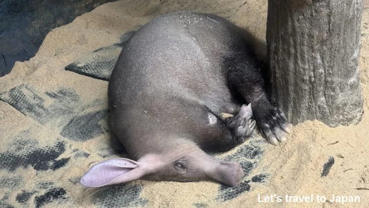 ツチブタ：自然動物館スターライトハウス(2)