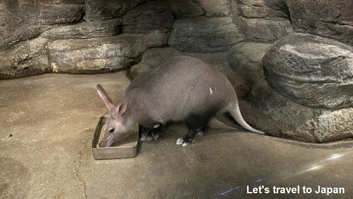 ツチブタ：自然動物館スターライトハウス(3)