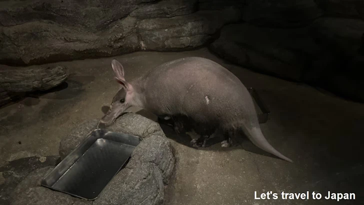 ツチブタ：自然動物館スターライトハウス(4)