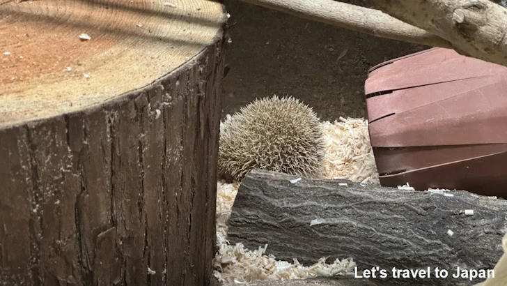 ヒメハリテンレック：自然動物館スターライトハウス(2)