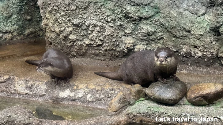 コツメカワウソ：自然動物館スターライトハウス(4)