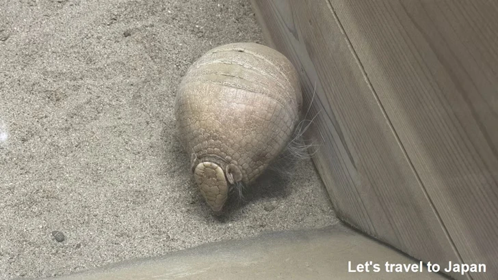 マタコミツオビアルマジロ：自然動物館スターライトハウス(3)