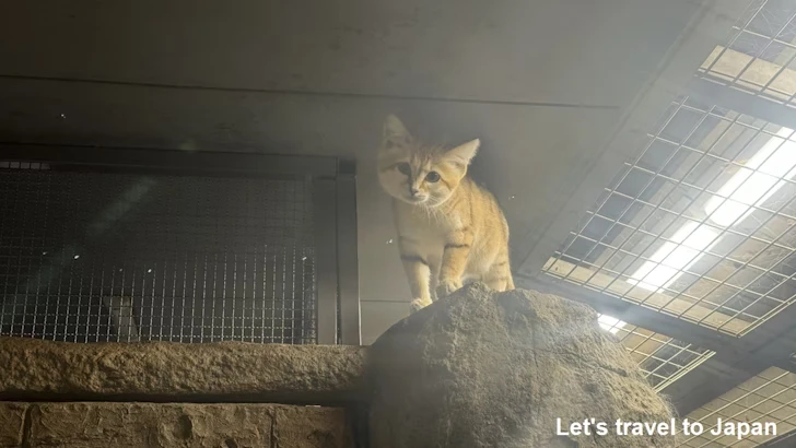 スナネコ：自然動物館スターライトハウス(26)