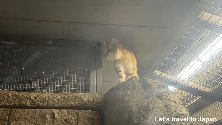 スナネコ：自然動物館スターライトハウス(27)