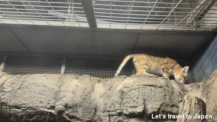 スナネコ：自然動物館スターライトハウス(28)