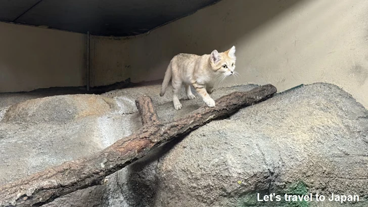 スナネコ：自然動物館スターライトハウス(29)