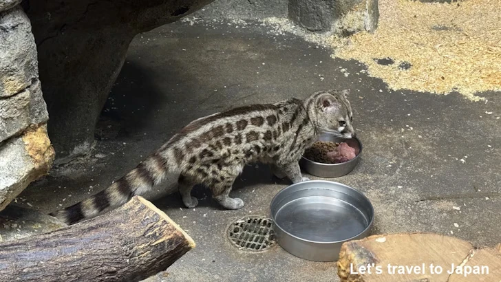 ケープジェネット：自然動物館スターライトハウス(26)