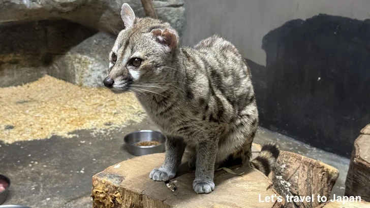 ケープジェネット：自然動物館スターライトハウス(27)