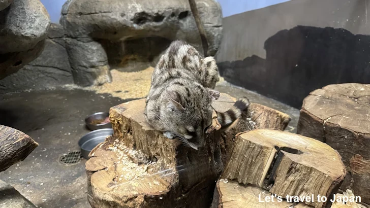 ケープジェネット：自然動物館スターライトハウス(28)