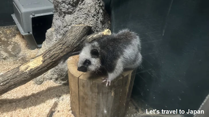 ウスイロホソオクモネズミ：自然動物館スターライトハウス(1)