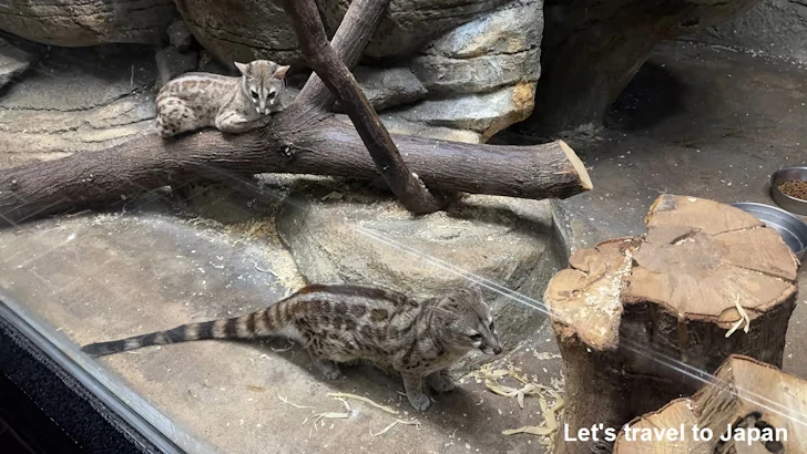 ケープジェネット：自然動物館スターライトハウス(29)