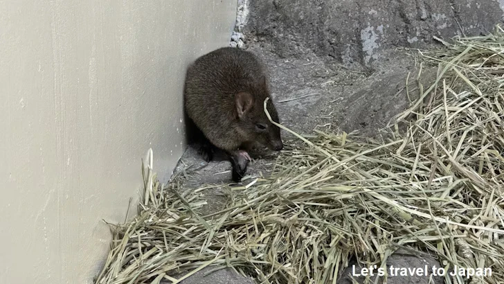 フサオネズミカンガルー：自然動物館スターライトハウス(30)