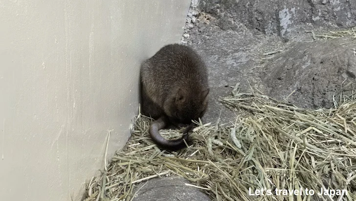 フサオネズミカンガルー：自然動物館スターライトハウス(31)