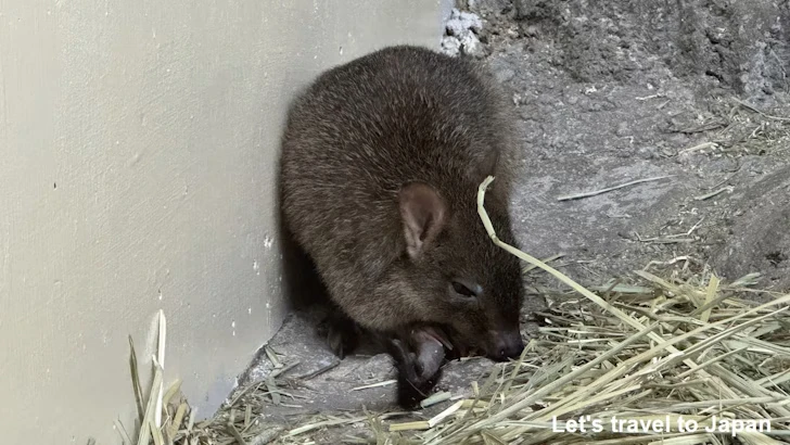 フサオネズミカンガルー：自然動物館スターライトハウス(32)