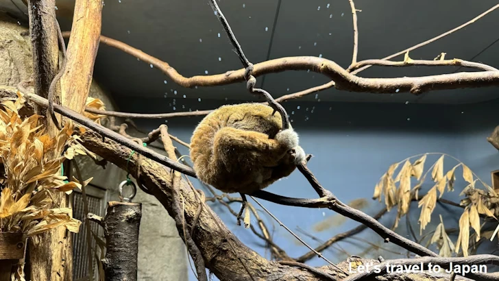 スンダスローロリス：自然動物館スターライトハウス(33)