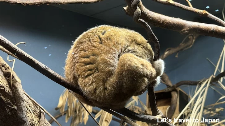 スンダスローロリス：自然動物館スターライトハウス(34)