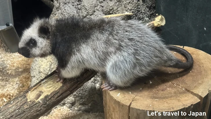 ウスイロホソオクモネズミ：自然動物館スターライトハウス(2)