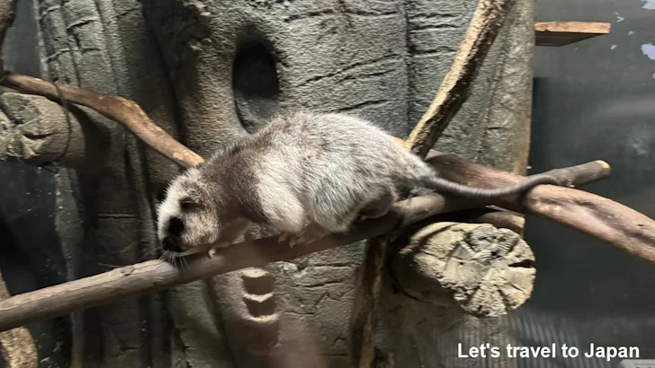 ウスイロホソオクモネズミ：自然動物館スターライトハウス(3)