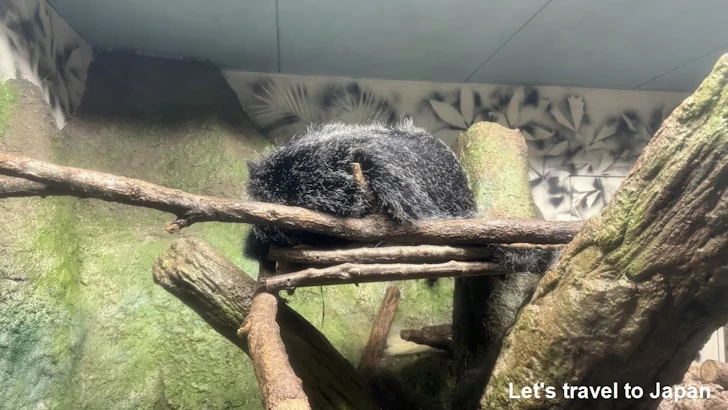 ビントロング：自然動物館スターライトハウス(2)