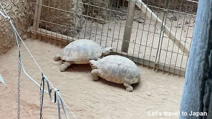 ムツアシガメ、ビルマホシガメ、ホウシャガメ：自然動物館プロムナード(10)