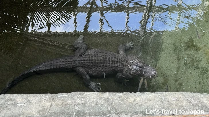 ミシシッピーワニ：自然動物館プロムナード(1)