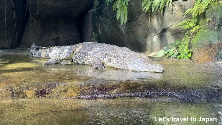 ナイルワニ：自然動物館プロムナード(1)